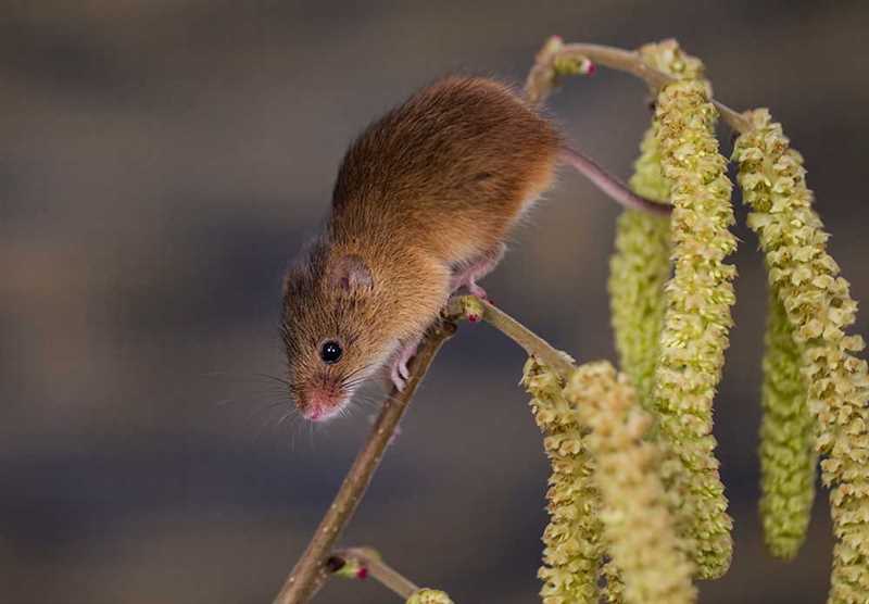 Длинноухая мышь (Malacothrix typica)