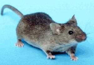 Охрана и сохранение популяции длинноволосой крысы