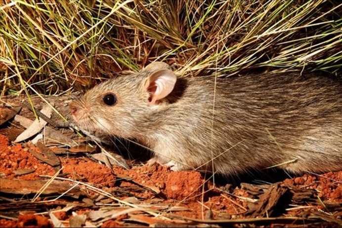 Приспособления длинноволосой крысы к среде обитания