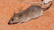 Длинноволосая крыса (Rattus villosissimus) — особенности внешнего вида и поведения