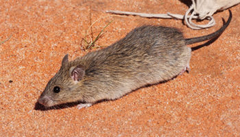 Длинноволосая крыса (Rattus villosissimus) — особенности внешнего вида и поведения