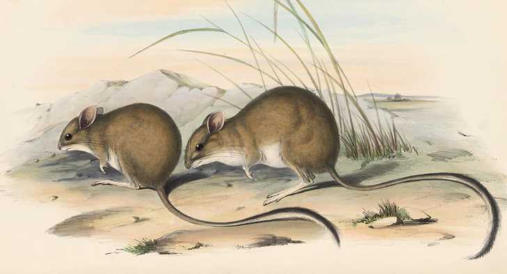 Таблица 1. Факторы, влияющие на численность длиннохвостой тушканчиковой мыши