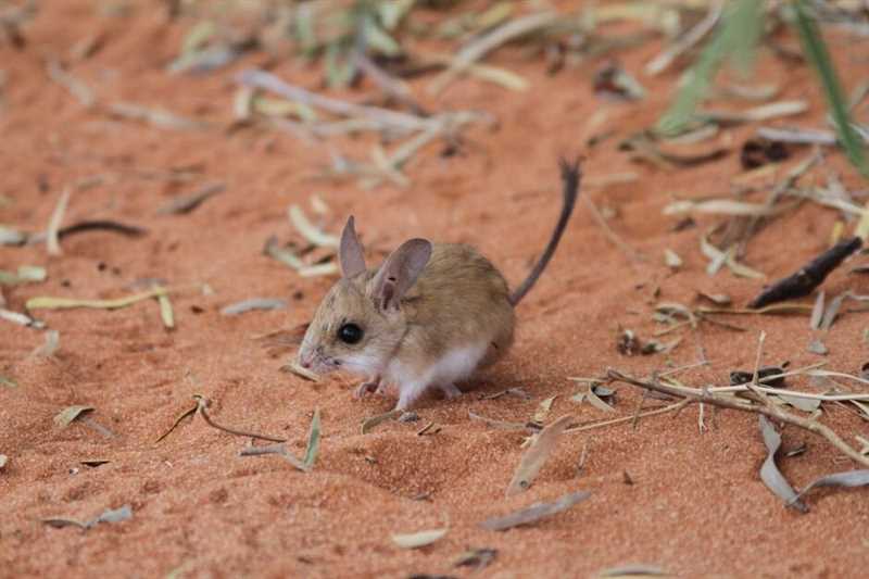 Распространение длиннохвостой тушканчиковой мыши в природе
