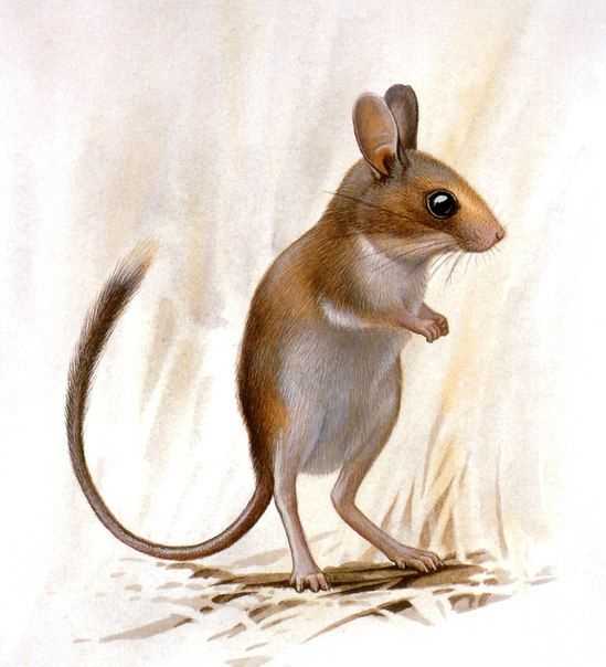 Особенности образа жизни длиннохвостой тушканчиковой мыши