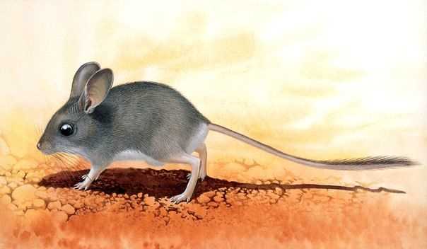 Угрозы и сохранение длиннохвостой тушканчиковой мыши