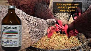 Для чего и как правильно давать курам рыбий жир