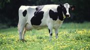 Домашний бык или корова (Bos taurus taurus)