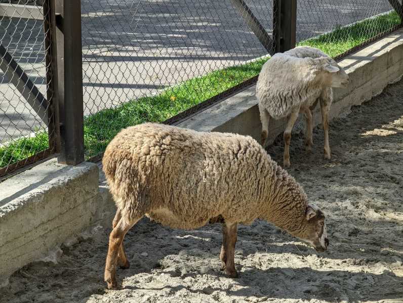 Популярные породы домашних овец