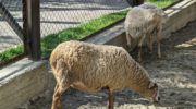 Домашняя овца — все, что нужно знать о Ovis aries
