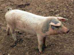 Домашняя свинья, одомашненная форма кабана (Sus domesticus)