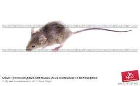 Описание домовой мыши