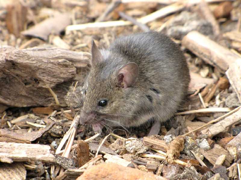 Экологическая роль домовой мыши