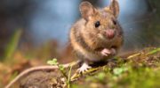 Домовая мышь (Mus musculus) — удивительные факты и особенности