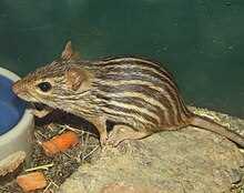 Древесная мышь (Prionomys batesi)