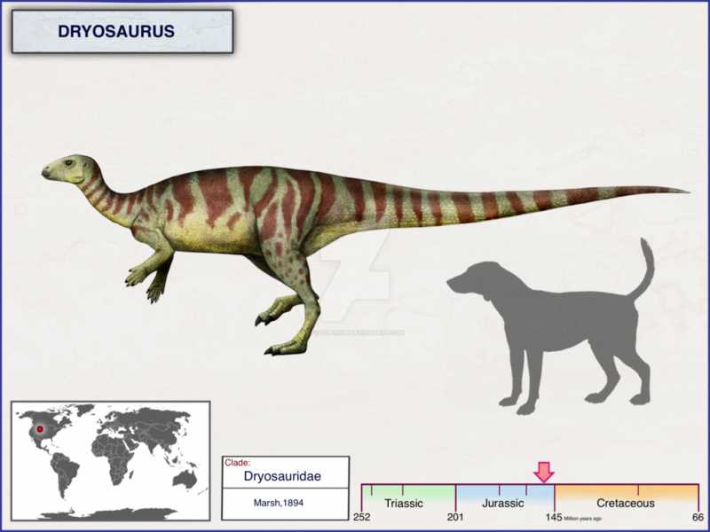Семейство Дриозавровых (Dryosauridae)