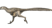 Дромеозавр (Dromaeosaurus) — знакомство с птерозаврами юрского периода