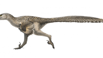 Дромеозавр (Dromaeosaurus) — знакомство с птерозаврами юрского периода