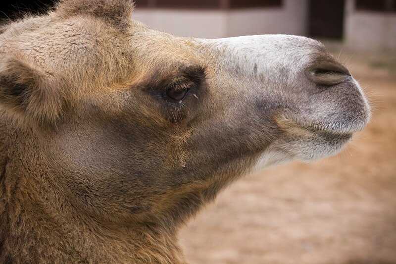 Чем питается бактрианский верблюд