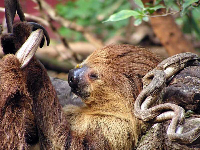 Размножение двупалого ленивца и воспитание потомства