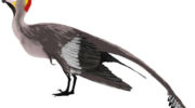 Джехолорнис, или чжехолорнис (Jeholornis) — первая птица с волоконками на перьях