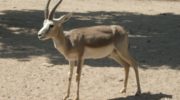 Джейран (Gazella subgutturosa) — особенности вида и места обитания