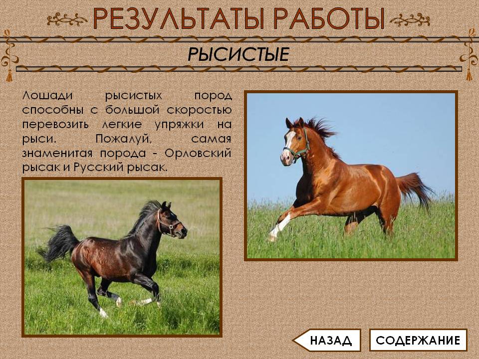 Дестриэ — описание и фото породы лошади | мои лошадки