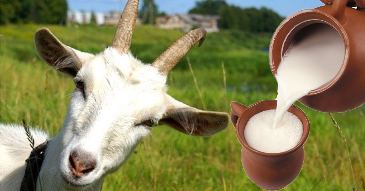 Информация о коровьем молоке: почему молоко пахнет коровой, можно ли пить парное