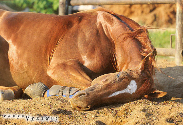 Донская порода лошадей (37 фото): характеристика дончаков, история возникновения донских коней, вес верховых охотничьих лошадей