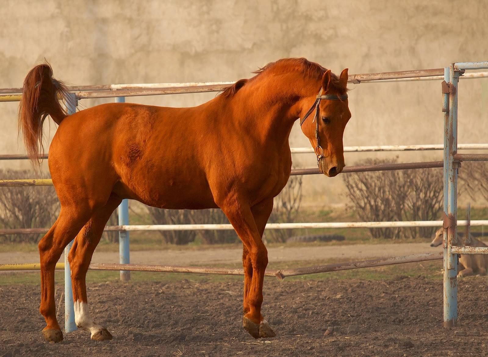 Буденновская лошадь: особенности и перспективы разведения — cельхозпортал