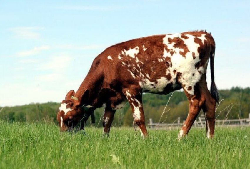 Особенности породы айрширских коров