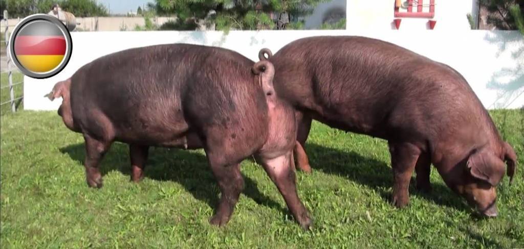 Дюрок - характеристика породы свиней, отзывы владельцев, фото, видео