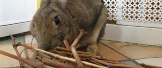 Какие ветки можно давать кроликам: обзор и фото