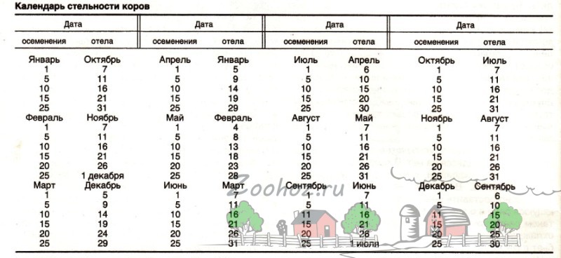 Календарь стельности и отела коровы по дате осеменения: сроки, таблица, график
