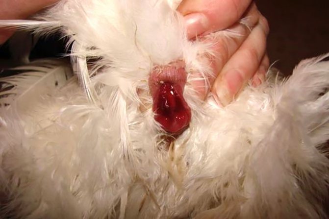 Воспаление яйцевода у кур: описание, симптомы, лечение, фото