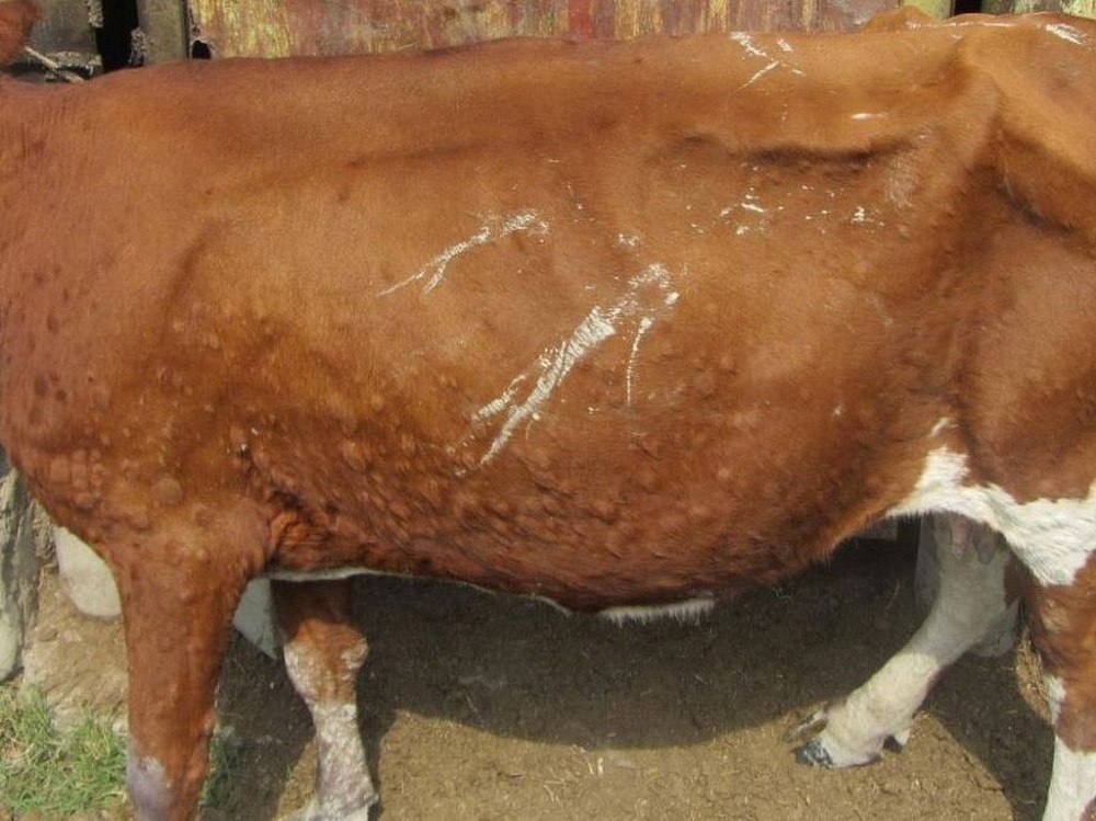 Тимпания у коровы: причины, признаки и лечение вздутия рубца