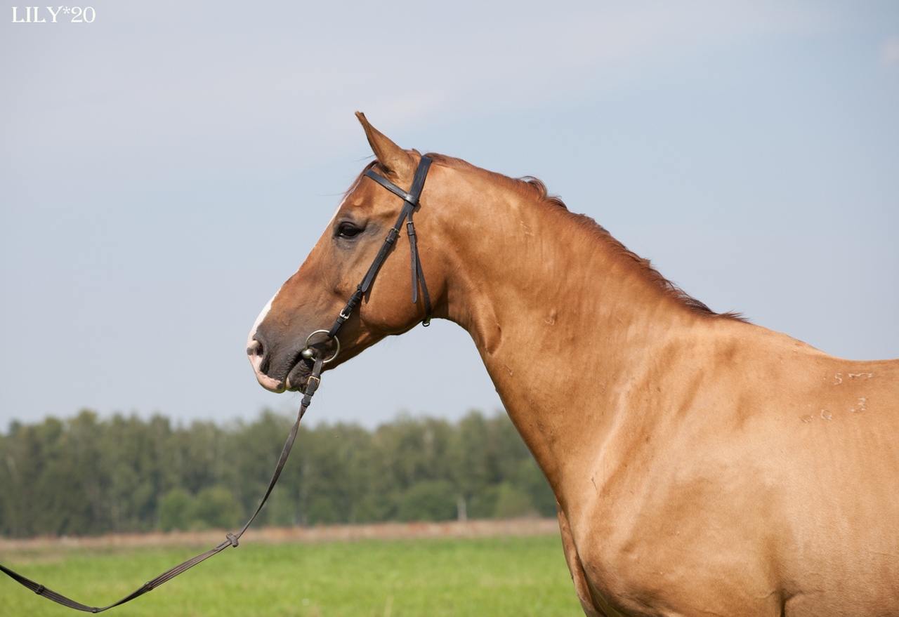 Буденовская лошадь – особенности породы 2020