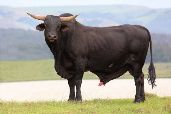 Породы быков — названия, характеристики, особенности содержания и обзор самых лучших мясных пород (100 фото и видео)