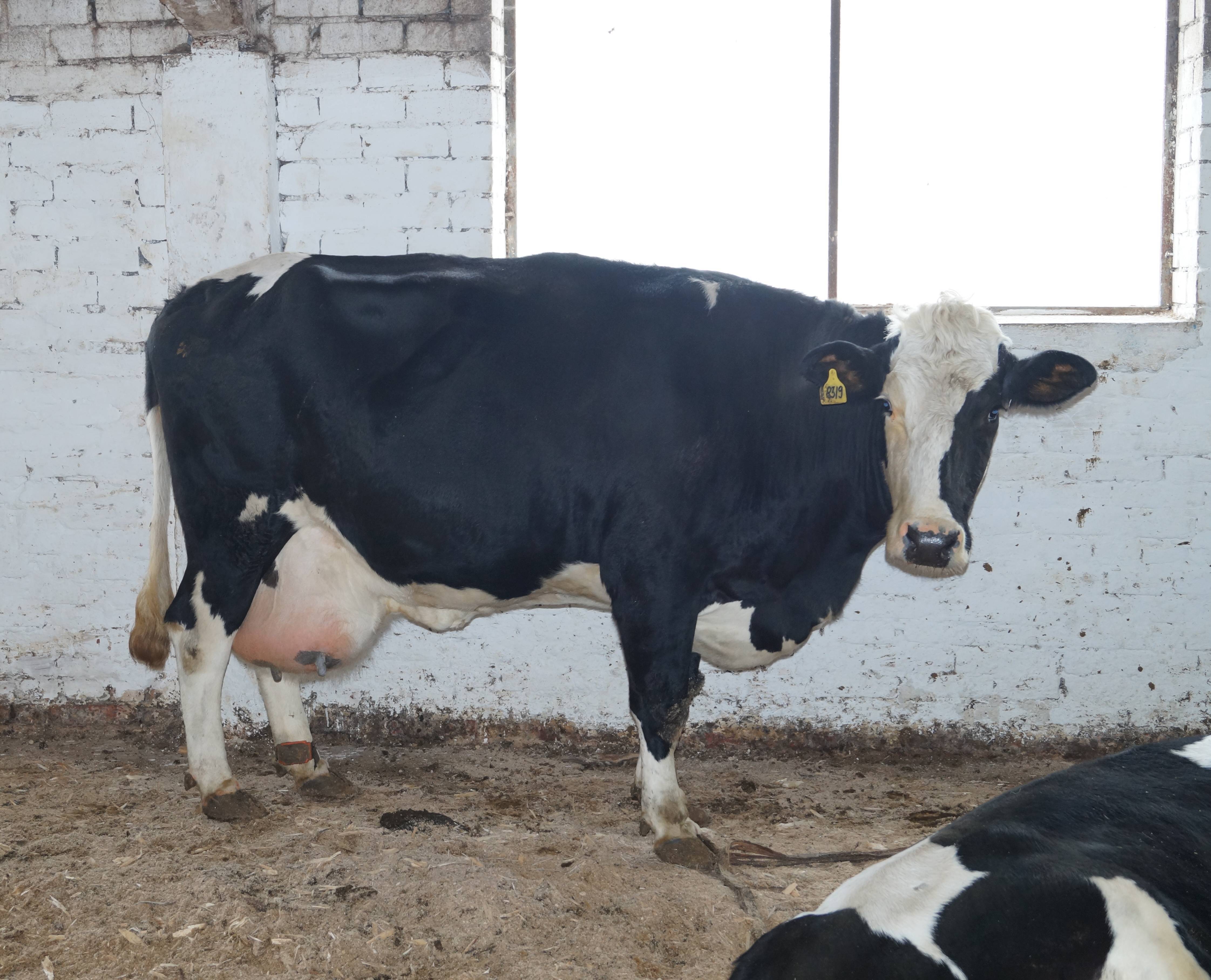 Черно-пестрые коровы - разведение и характеристика породы крс 2020
