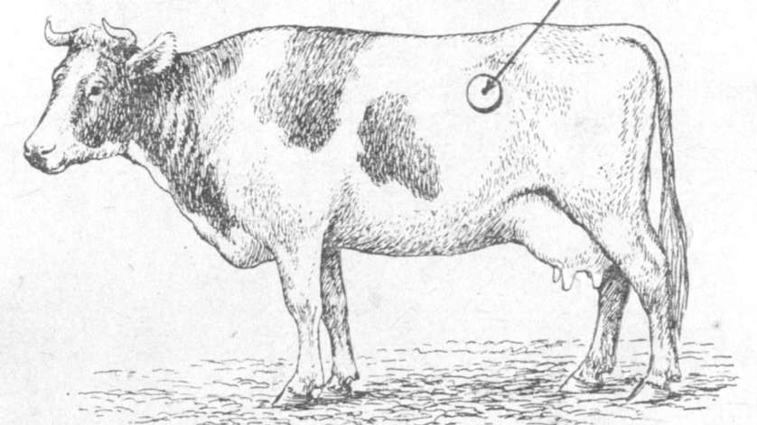 Что делать при тимпании рубца коровы: почему вздувается желудок и как лечить