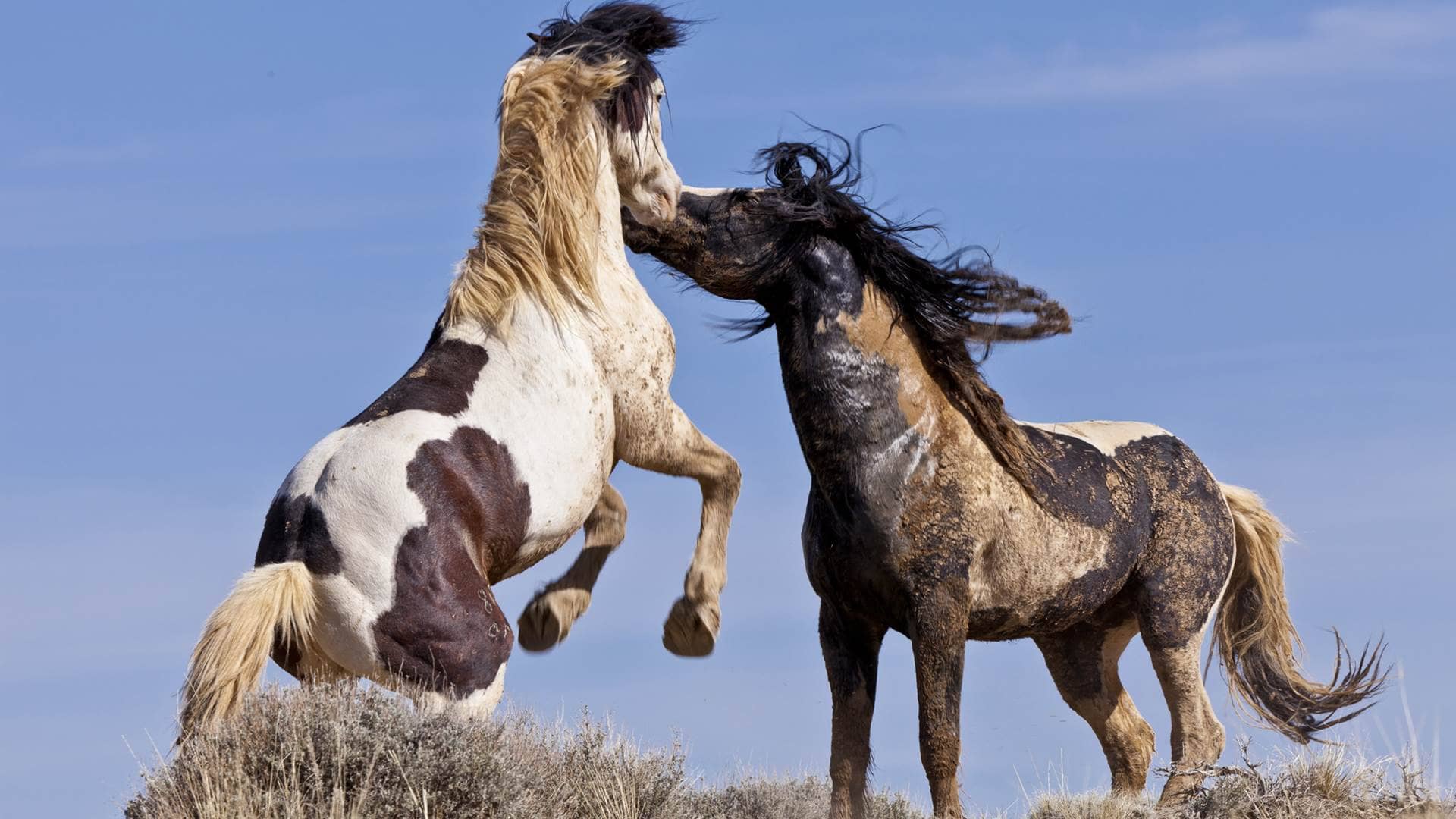 Мустанг (дикая лошадь)– описание, как выглядит, где обитает, фото