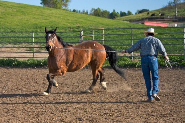 Как приручают лошадей: приручение коня с учетом его природных особенностей
