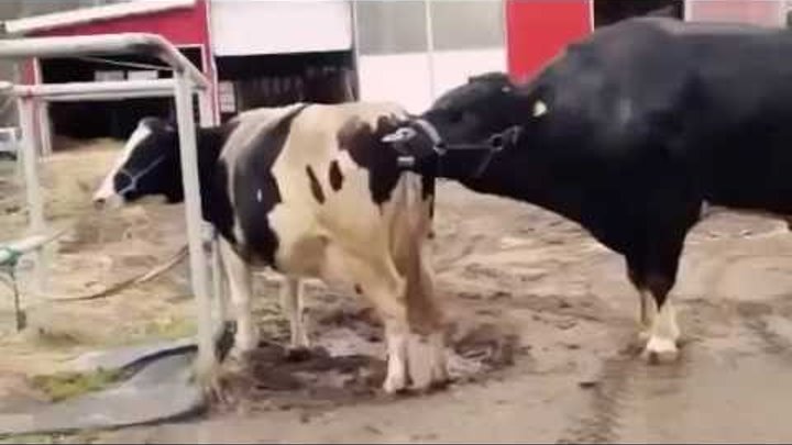 Процесс спаривания коров и быков