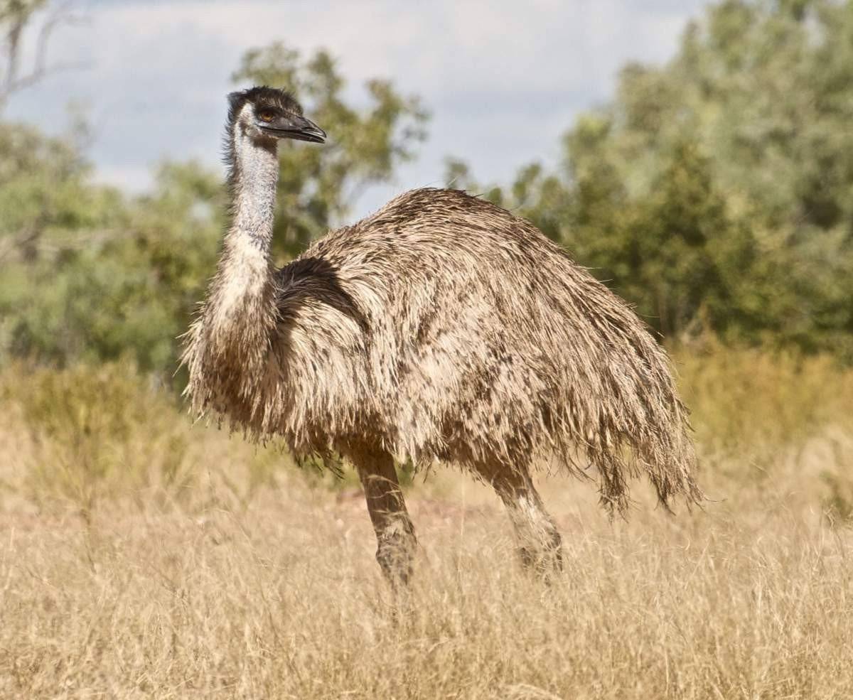 Эму (52 фото): как выглядит австралийский эму? чем он отличается от страусов? чем он питается в австралии и в домашних условиях?