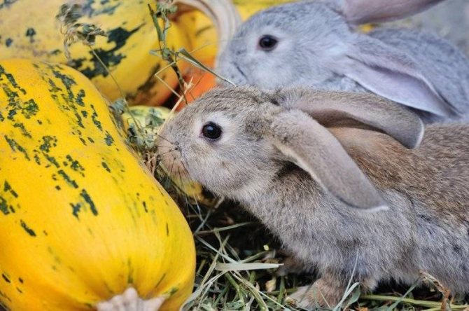 Можно ли кормить кроликов яблоками: с какого возраста и в каких количествах можно давать - гид по огороду