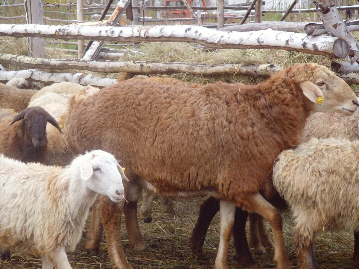 Обзор овец эдильбаевской породы, их разведение и фото