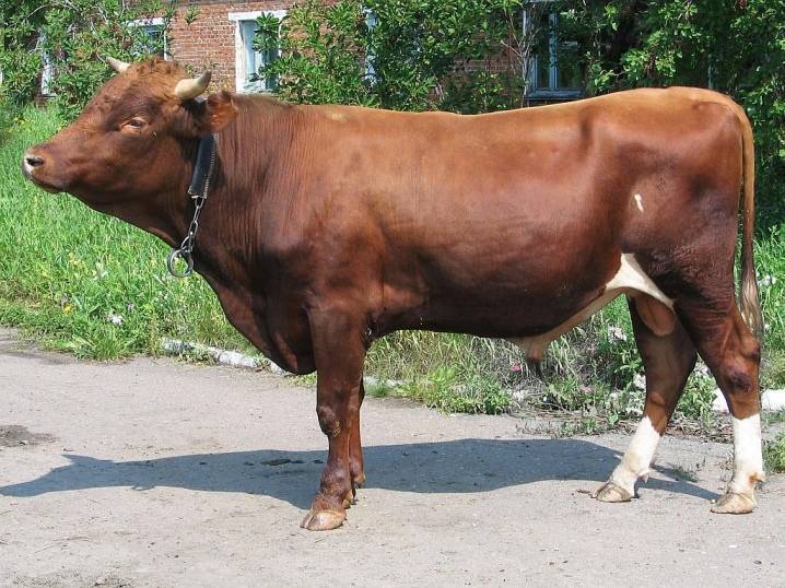 Бесплодие коровы (яловая корова): причины и лечение
