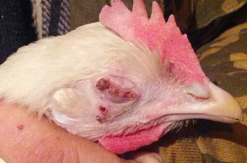 Инфекционные болезни цыплят бройлеров: симптомы и их лечение