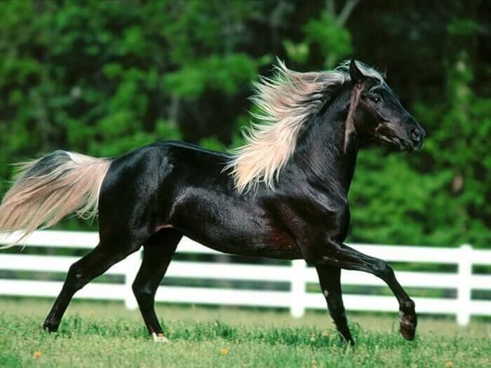О лошади породы мустанг: дикий конь, история, описание, характеристики