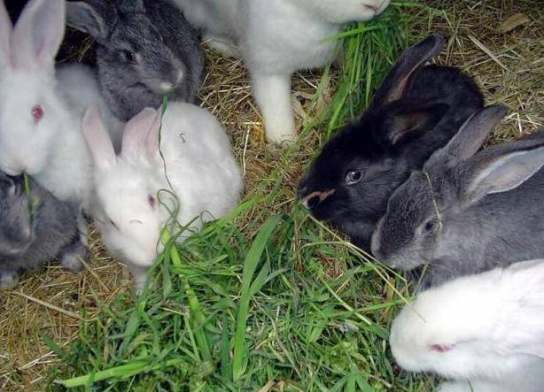 Полынь в рационе кроликов. советы о питании кроликов. видео и фото
