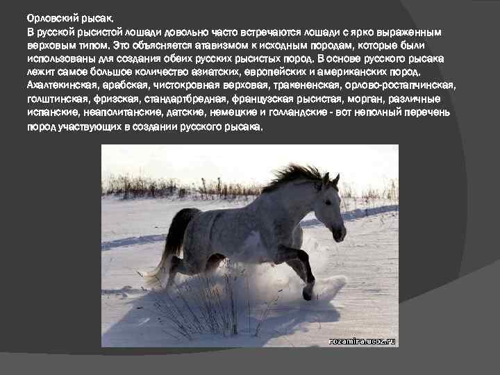 ✅ русский рысак порода лошадей: вид и описание, разновидности, фото - tehnoyug.com